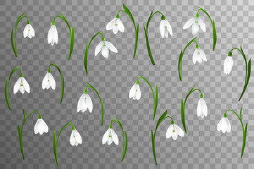 Spring background with snowdrop flowers, green grass, swallows and blue sky. - 136182698