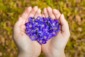 Woman hands holding violet flowers in heart shape