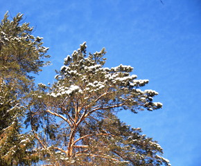 крона сосны на фоне синего неба зимой  © nzgeirbyf
