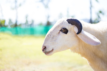 sheep with little horns