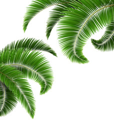 Green Palm Tree Leaves Isolated on White