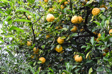 Zitronenbaum im Garten