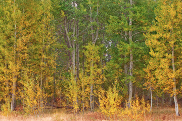 Fall and Autumn Detail