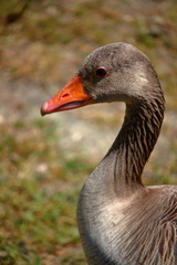 Fototapeta premium Goose head portrait