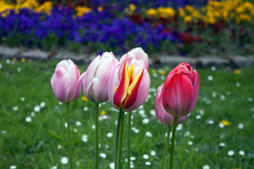 Tulpen