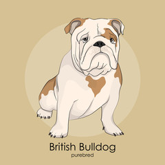 English Bulldog,  British Bulldog
