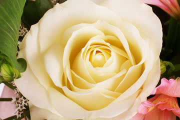 Yellow roses meaning Bright, cheerful and joyful create warm fee