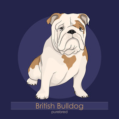 English Bulldog,  British Bulldog