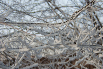 branches of trees in the snow