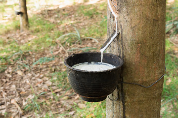Tapping latex from a rubber tree