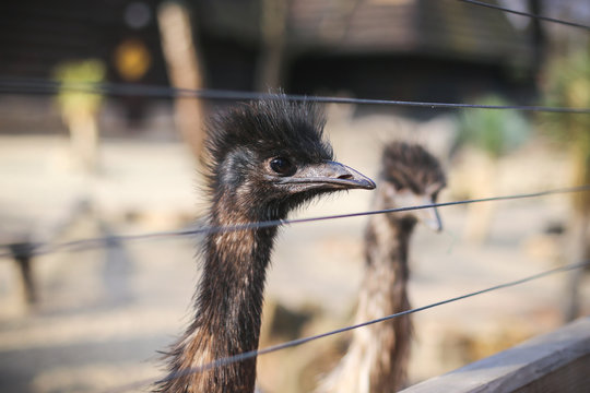 Cute ostrich in the zoo