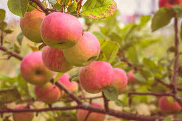 Fresh ripe apples on tree in a garden. Selective focus. Shallow