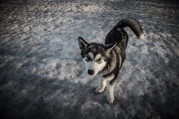 Puppy of alaskan malamute on a training ground in winter. Toned
