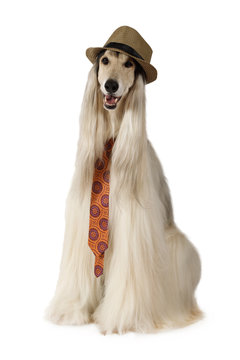 Afghan hound in the hat and tie over white