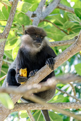 Affe in der Fresspause