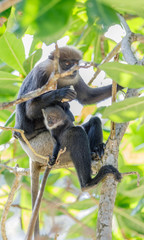 Affenmutter mit Jungtier