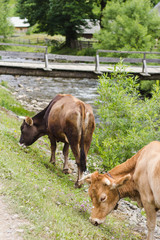 Naklejka premium Brown cows near river in village in summer