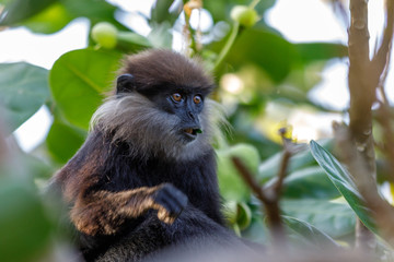 Affenjunge im Blattwerk