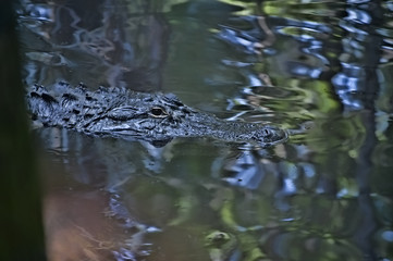 alligator in florida swamp