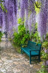 Bench in wisteria garden