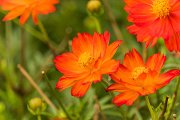 Orange cosmos flower in the field with green background.