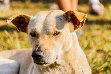 Close portrait of a mixed breed dog