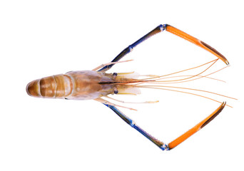 Top of river shrimps, prawns isolated on white background, Top v