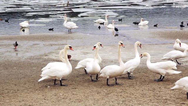 Flock of white mute swan birds feeding on winter afternoon