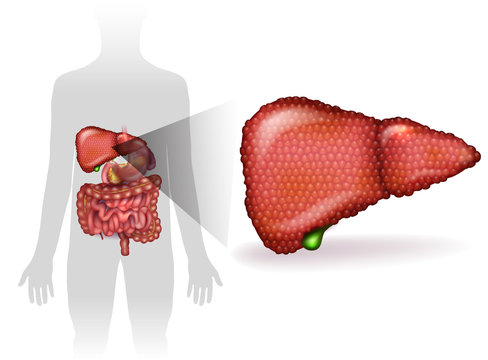 Liver disease anatomy illustration, variety of illnesses can affect the liver- cirrhosis, alcohol abuse, hepatitis. Human silhouette with internal organs at the background