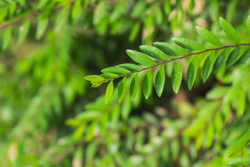 Small tree green leaves