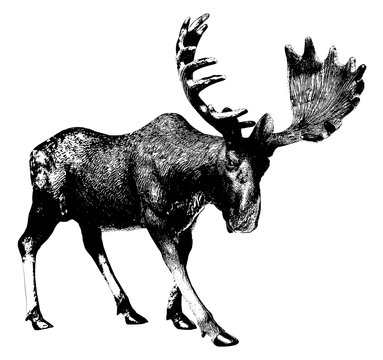 Elk. Ink drawing. There is an option in the vector.
