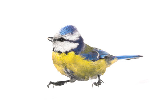 Eurasian Blue Tit