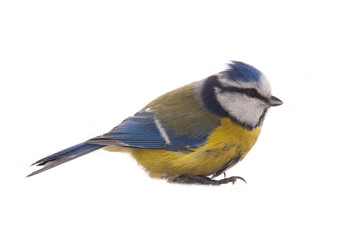 Obraz premium Modraszka zwyczajna