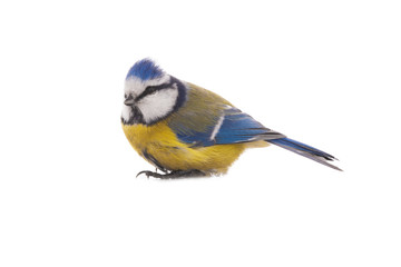 Eurasian Blue Tit