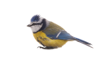 Eurasian Blue Tit