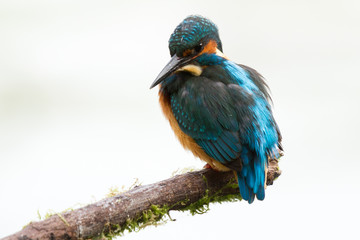 Kingfisher on tree