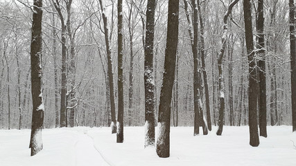 snow in forest in Kharkiv - winter in Ukraine