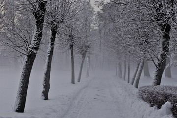 Winter path in snow