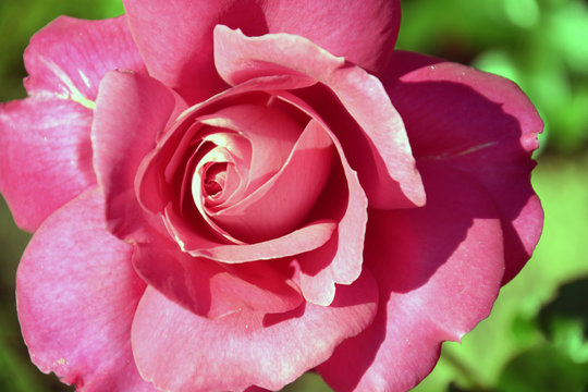 Edelrose