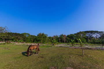 Plakat Horses in the field
