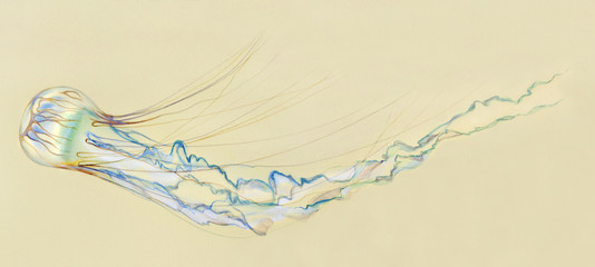 Нарисованная медуза на желтом фоне