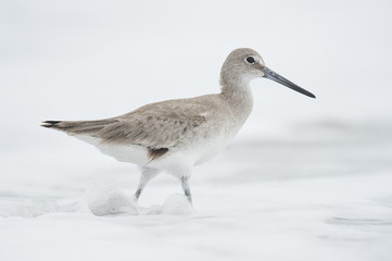 A Willet stands in the shallow ocean water as it splashes around its legs with a solid white background in soft overcast light.