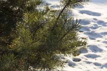 Obraz premium Pine branch with snow in the background.