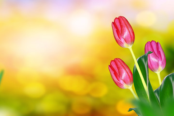 Bright and colorful flowers tulips