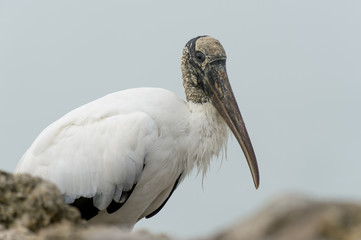 An ugly Wood Stork close up portrait with soft light showing off its textured head and white feathers.