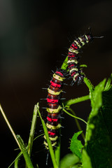 Cethosia cyane's caterpillar, Butterfly worm