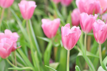 Beautiful bouquet of tulip