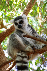 Ring-tailed lemur