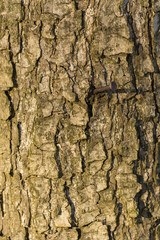 Hammered a rusty nail in the bark of a tree.