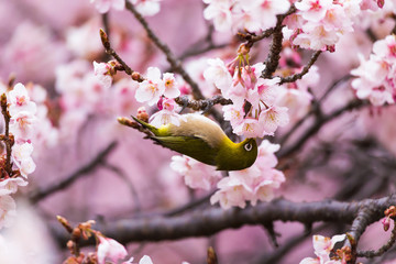 寒桜　メジロ